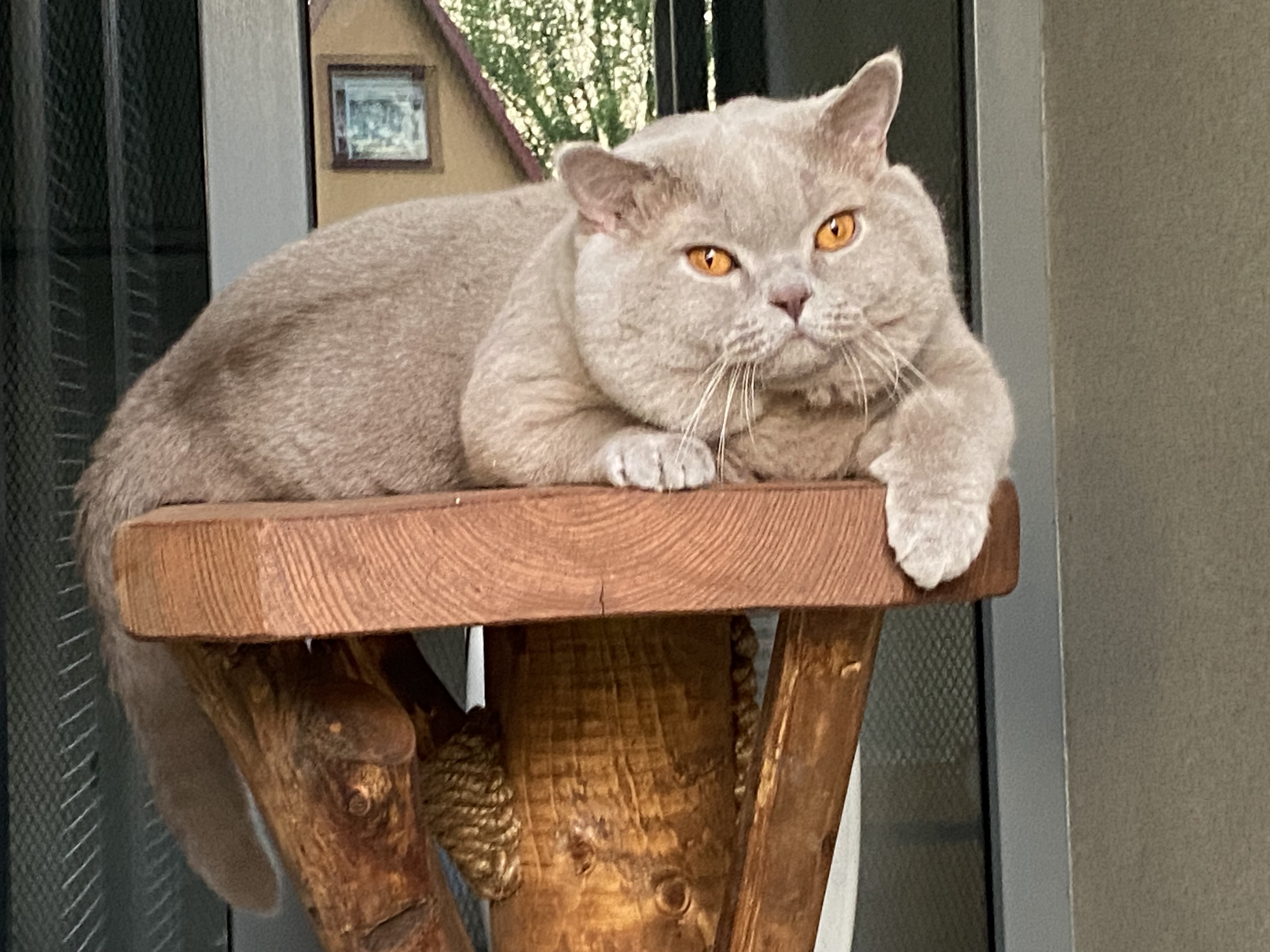 CH Umberto Di Dworek*PL, BSH c