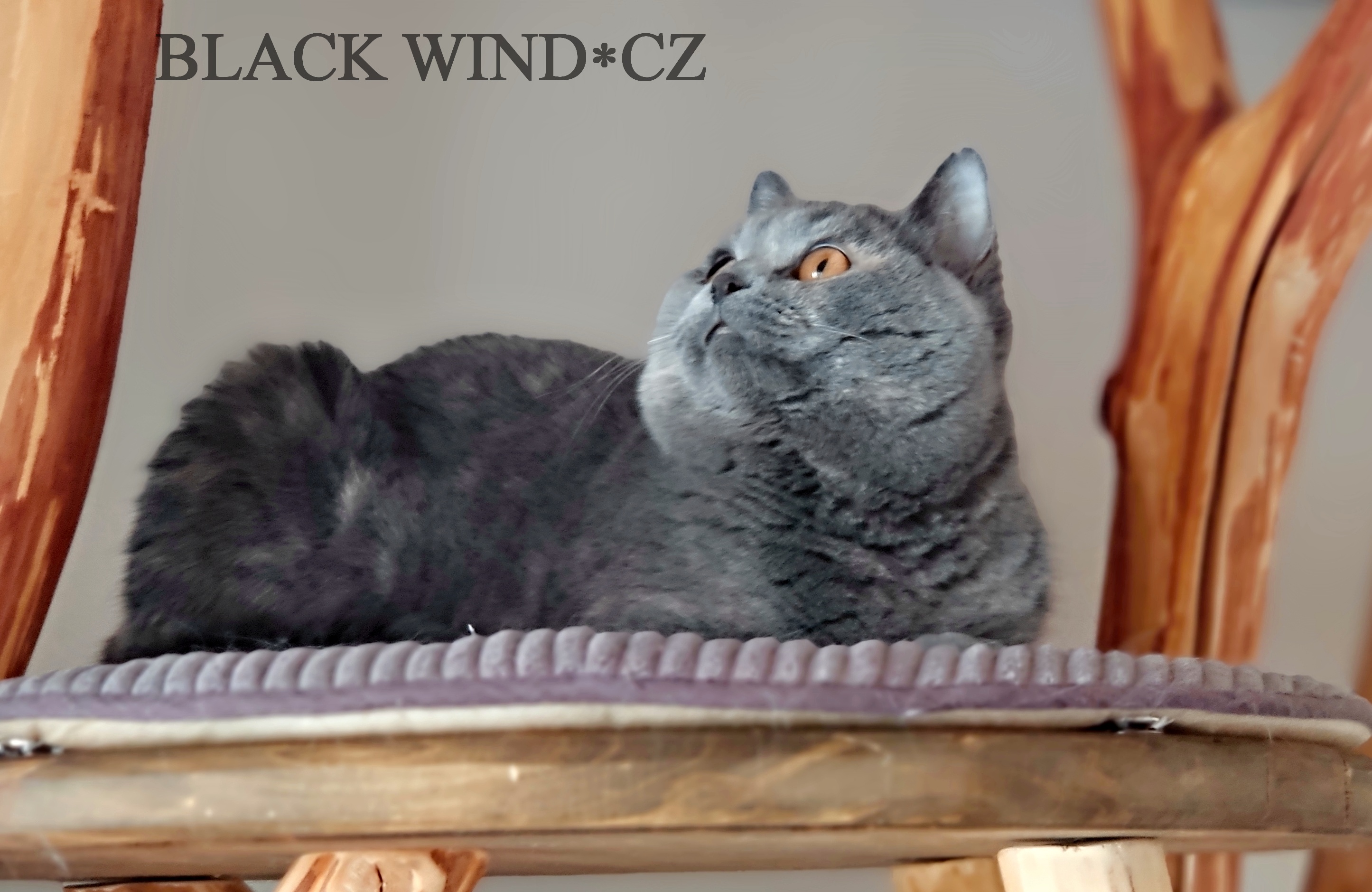 Camelia Black Wind*CZ(BSH g)