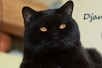 IC Django Nero Agilis Cattus*PL (BSH n)