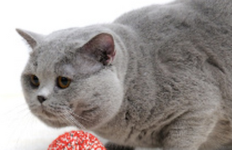 Blue Eldar´s Thorin Oakenshield(BSH a)