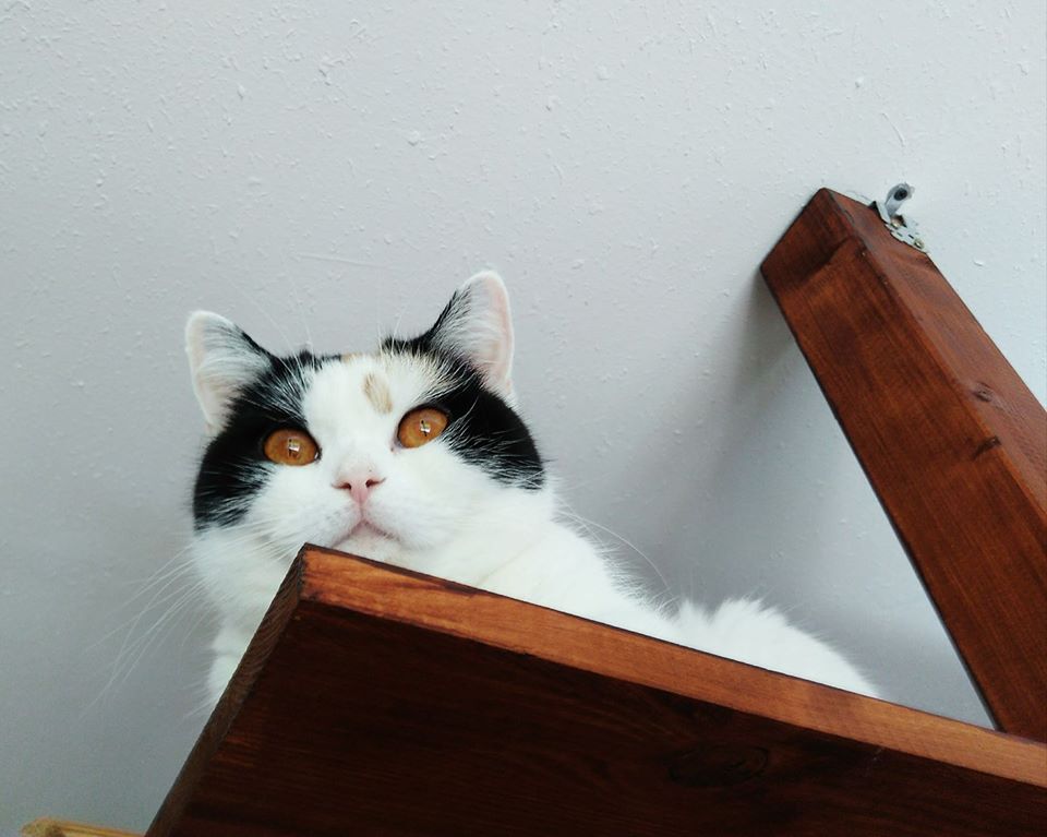 CH Ice Cream Diamond Velvet*CZ (BSH f 02 62)