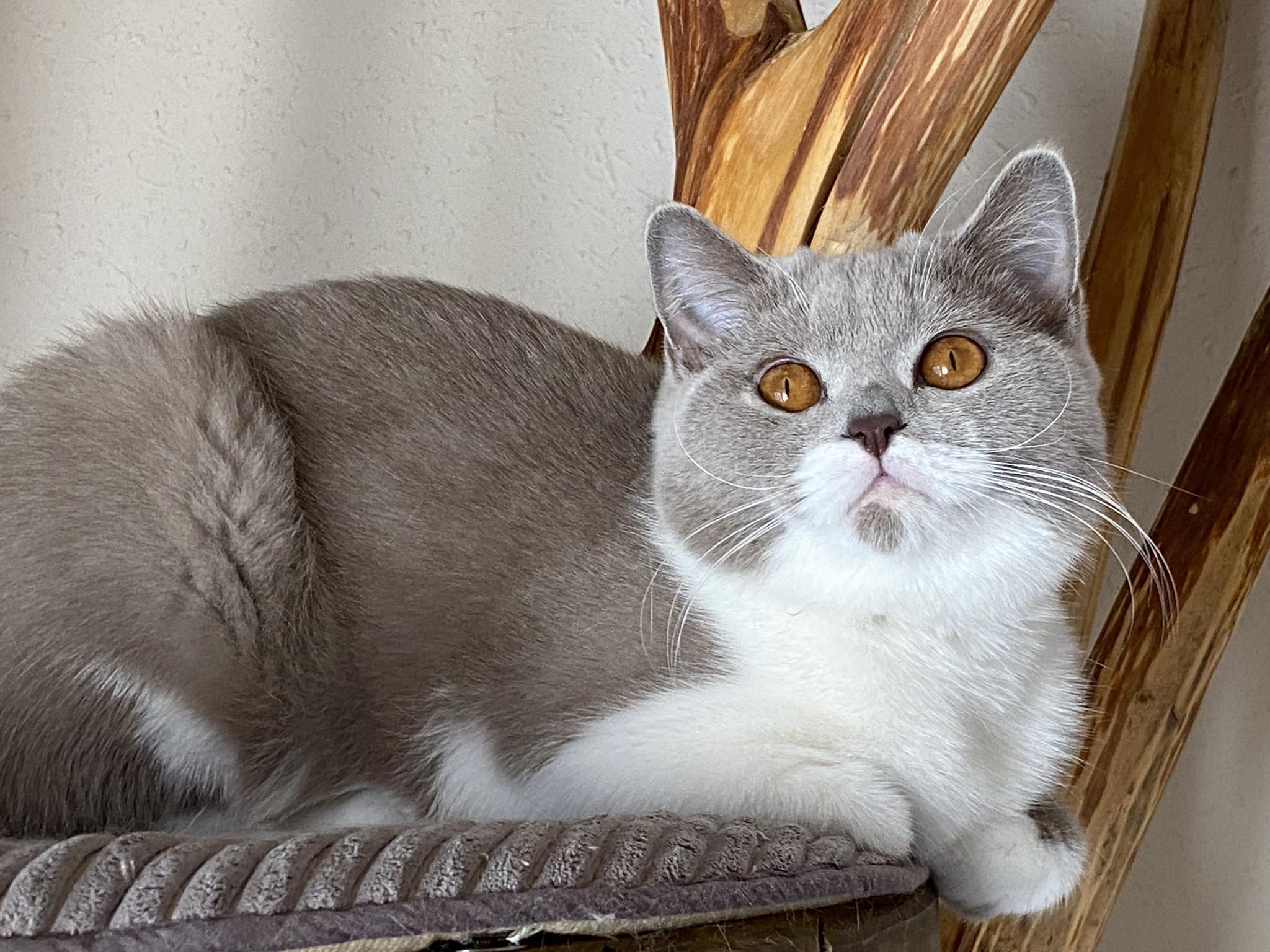 Juliette Black Wind*CZ (BSH c 03)