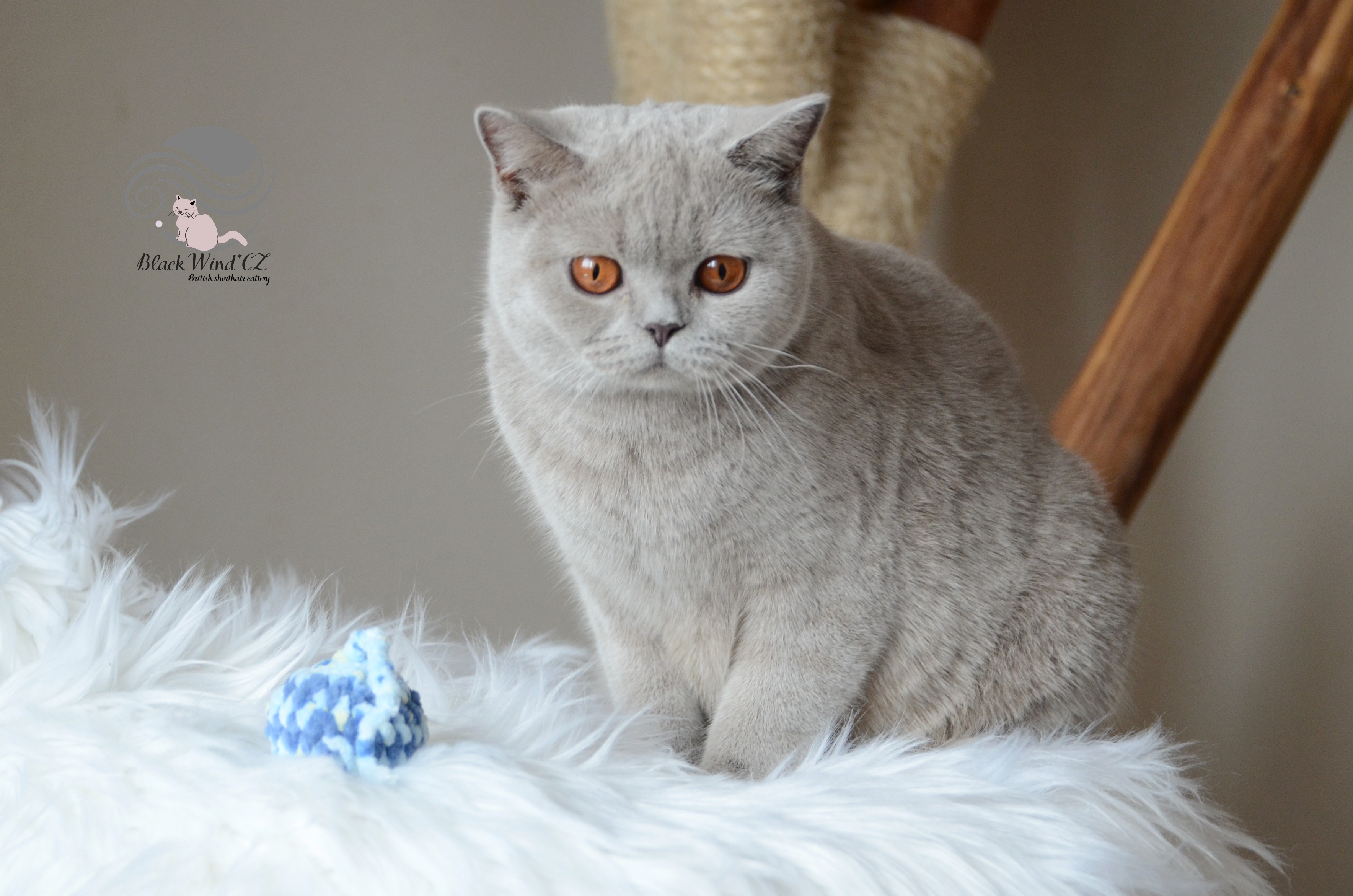 Lollipop Glam Luludi*PL