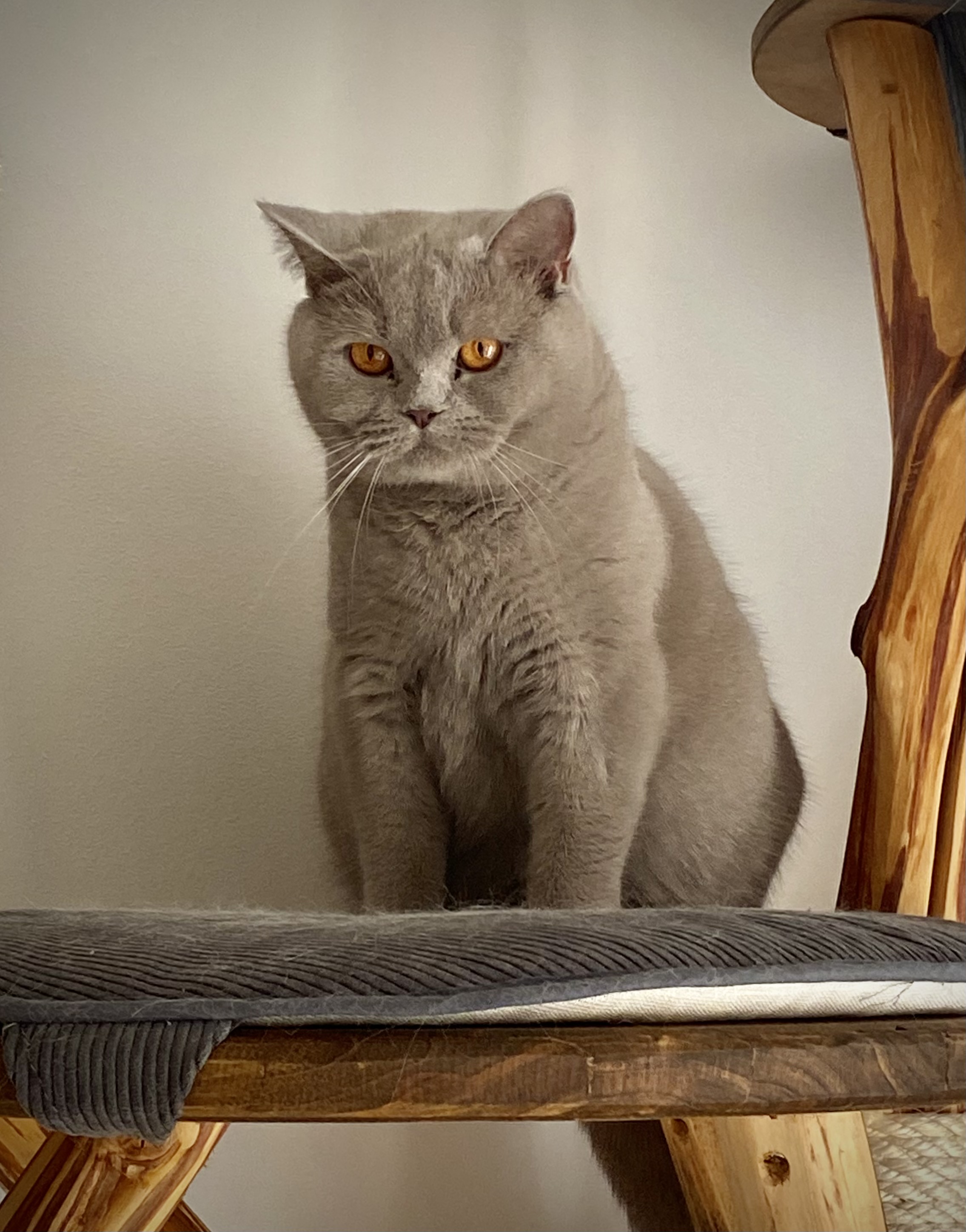 Monchichi Brylantowa Elita*PL