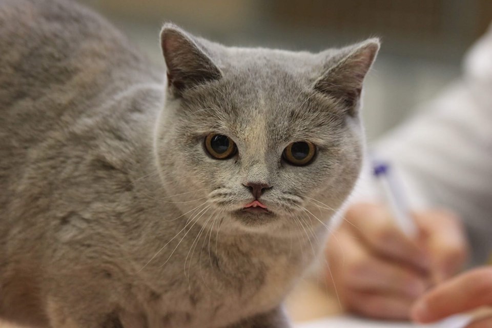 Nectarine Agilis Cattus*PL, (BSH j)