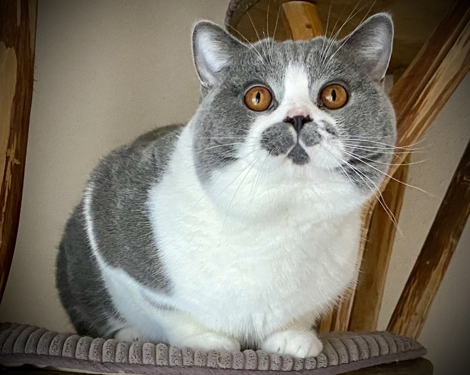 Orlando Black Wind*CZ