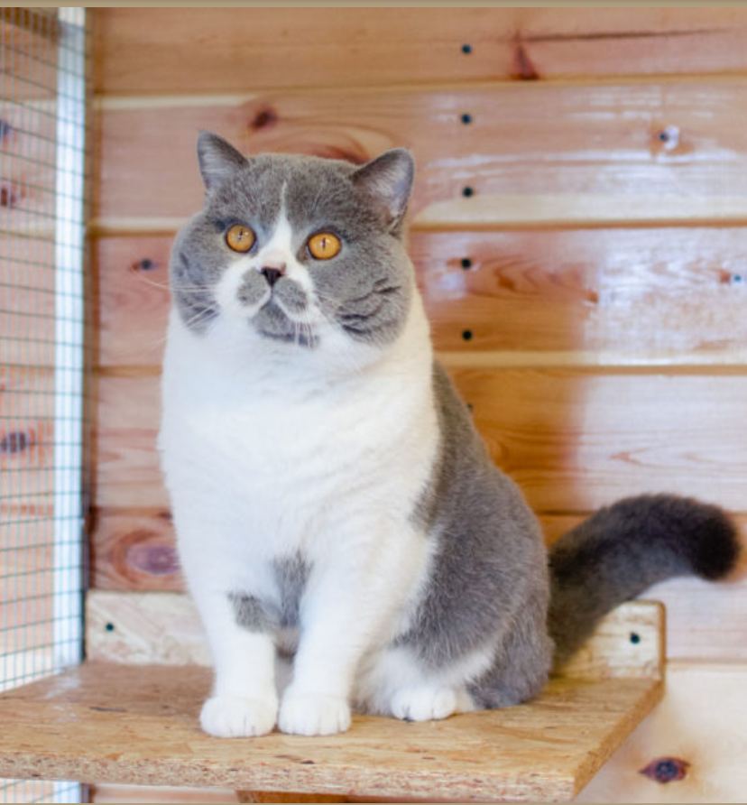 Ulmas of Aydindril*PL