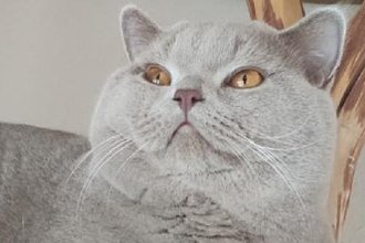 Umberto Di Dworek*PL(BSH c)