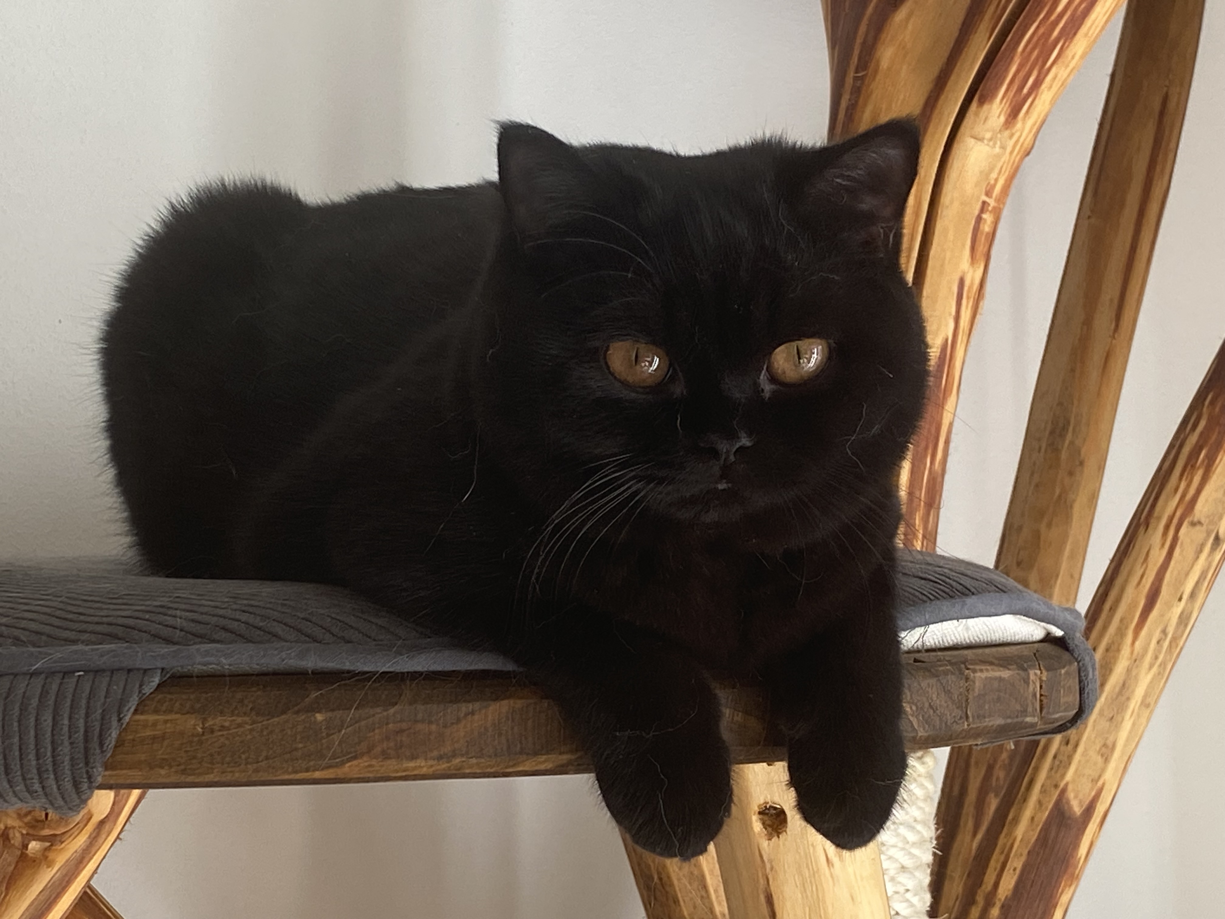 Unique Boo Boo Brylantowa Elita*PL