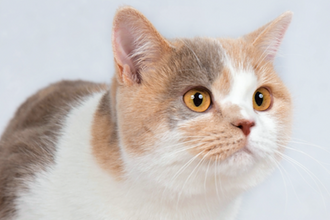 CH Yasmine Silver Rain*CZ(BSH j 03)