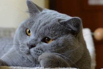 Elmo Silky Babe*CZ(BSH a)