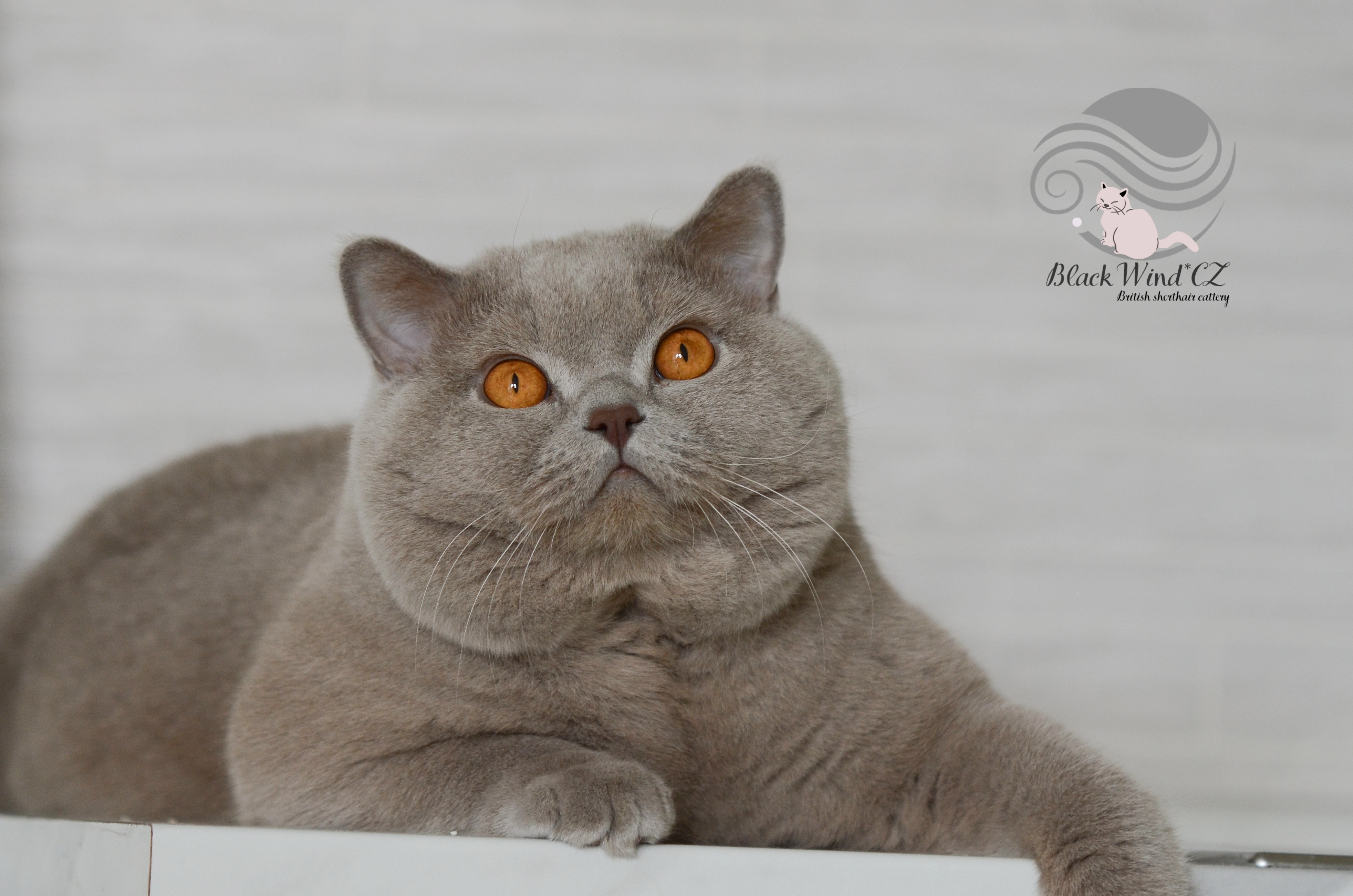 Hlavní fotka kočky