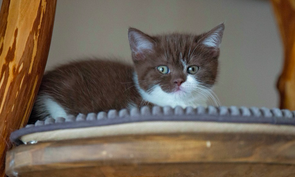 Amanda Black Wind*CZ