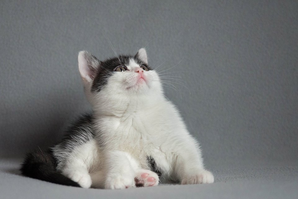 Abigail Black Wind*CZ