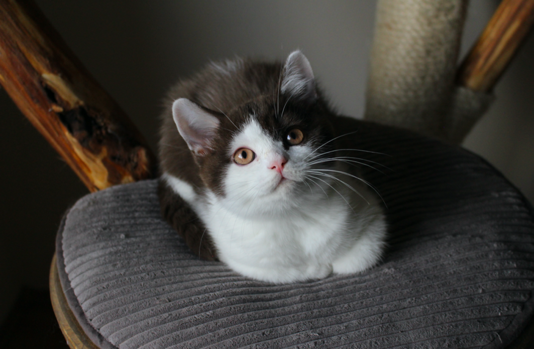 Brown Paw Black Wind*CZ