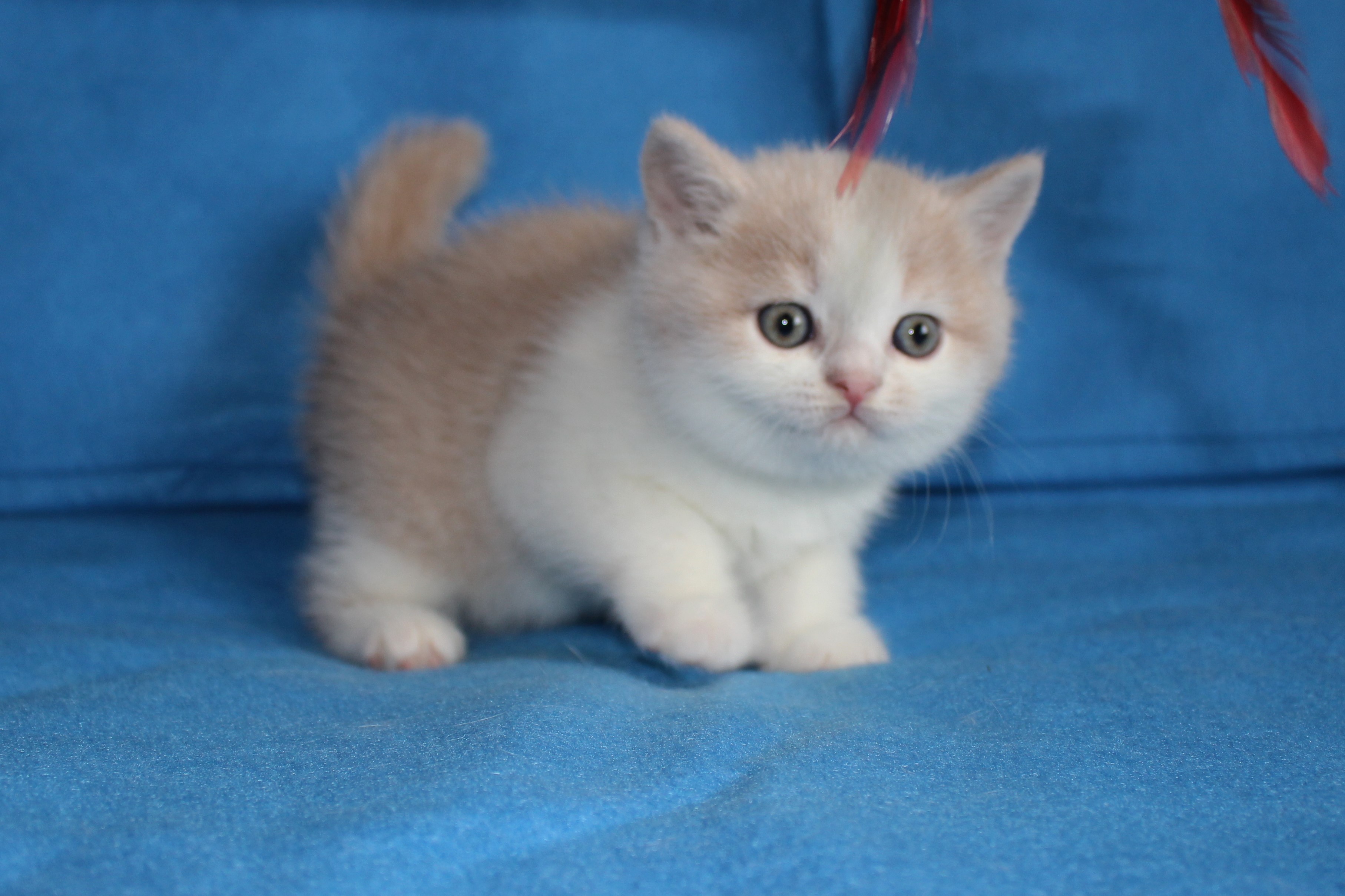 Cameron Black Wind *CZ