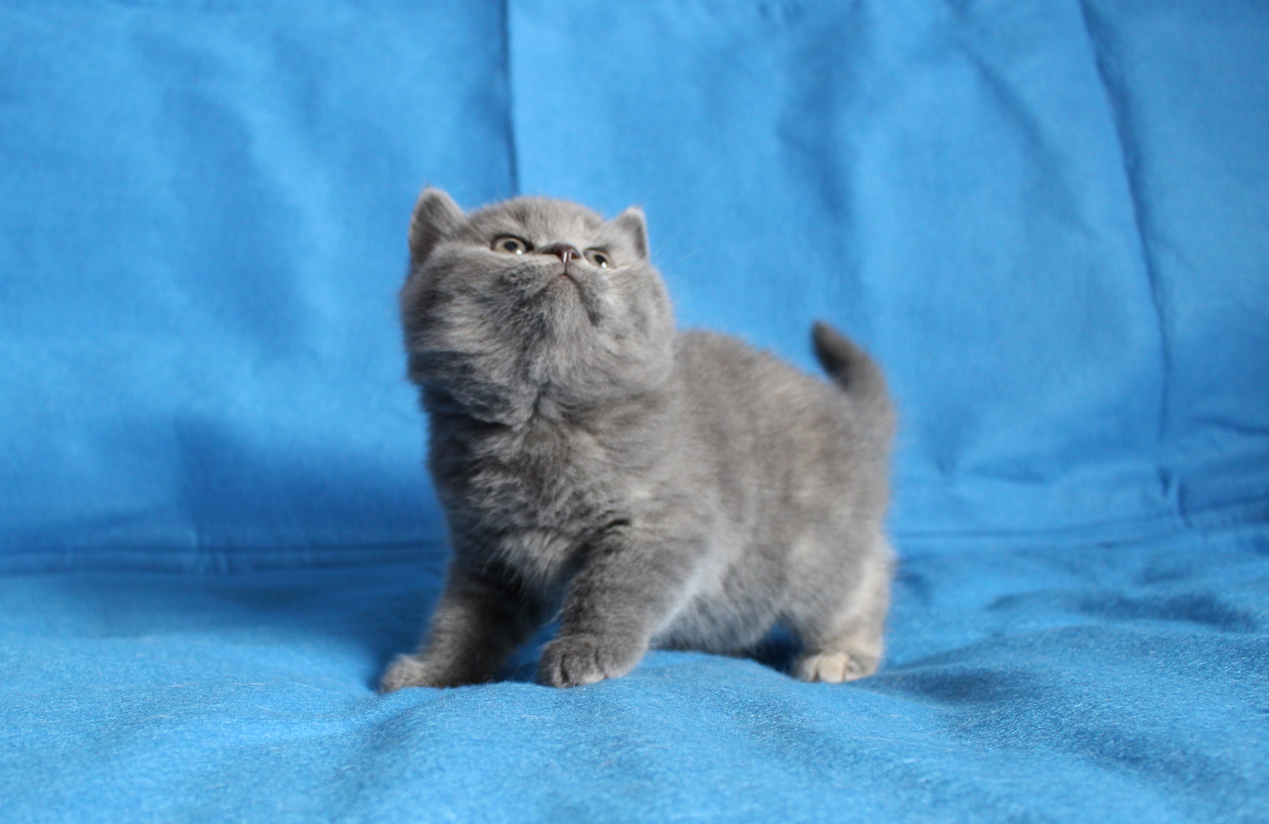 Camelia Black Wind*CZ