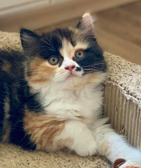 Destiny Black Wind *CZ