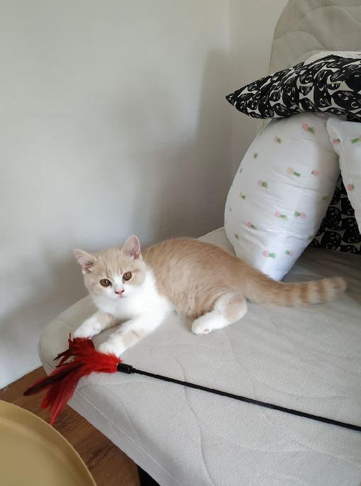 Darren Black Wind *CZ