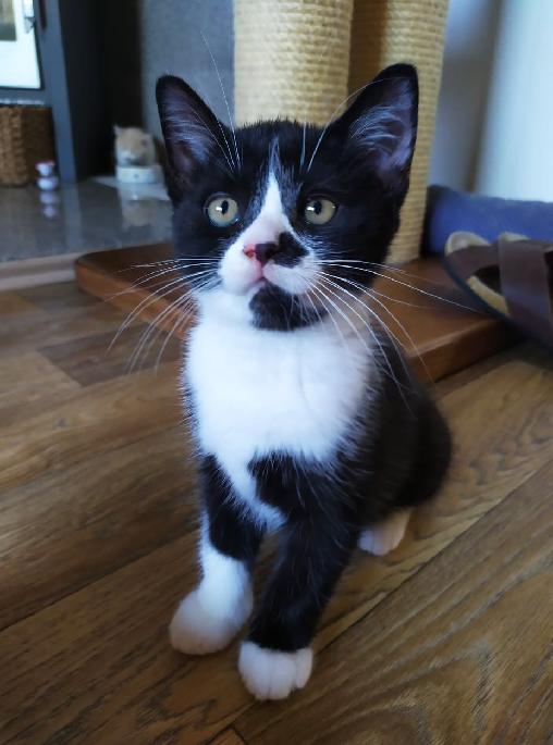 Demon Black Wind *CZ