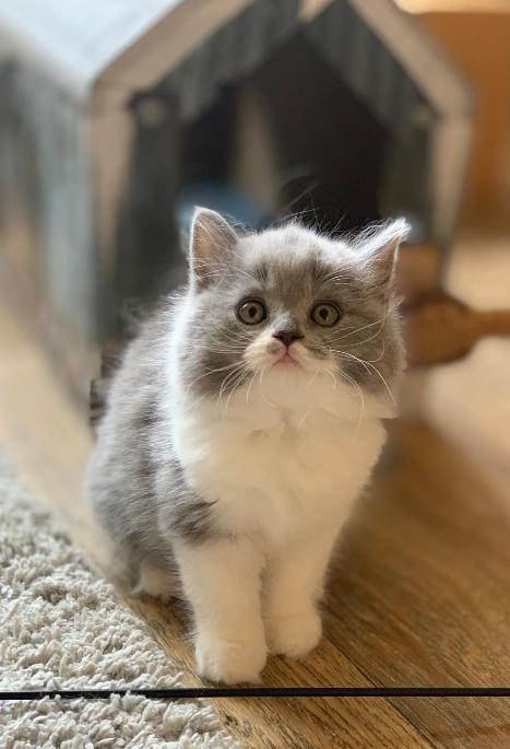 Dacota Black Wind *CZ