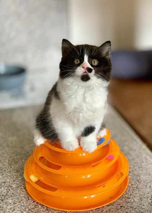 Darkchild Black Wind *CZ