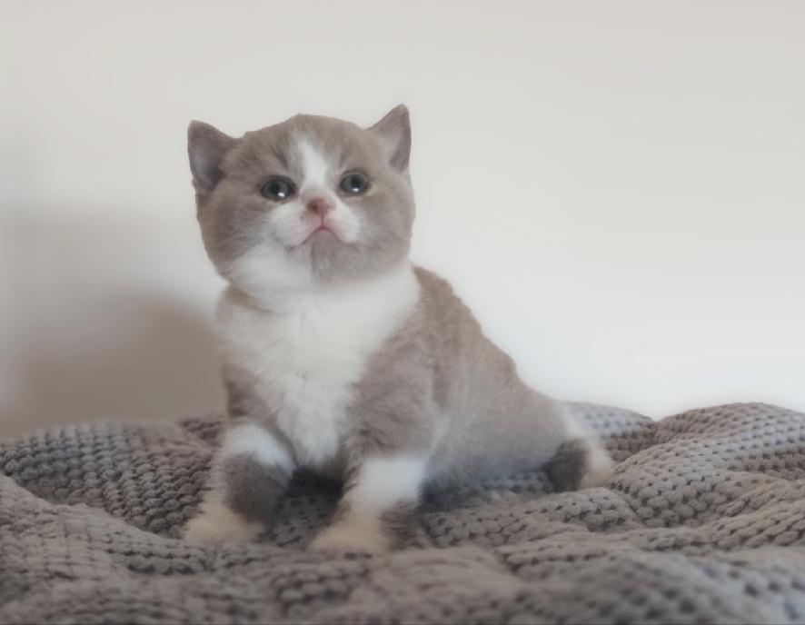 Eliotte Black Wind*CZ