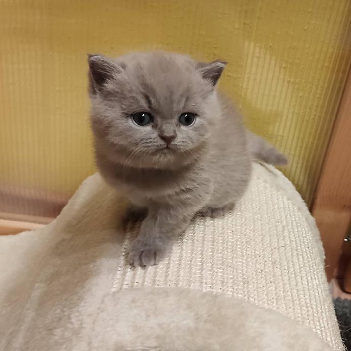 Evangeline Black Wind*CZ