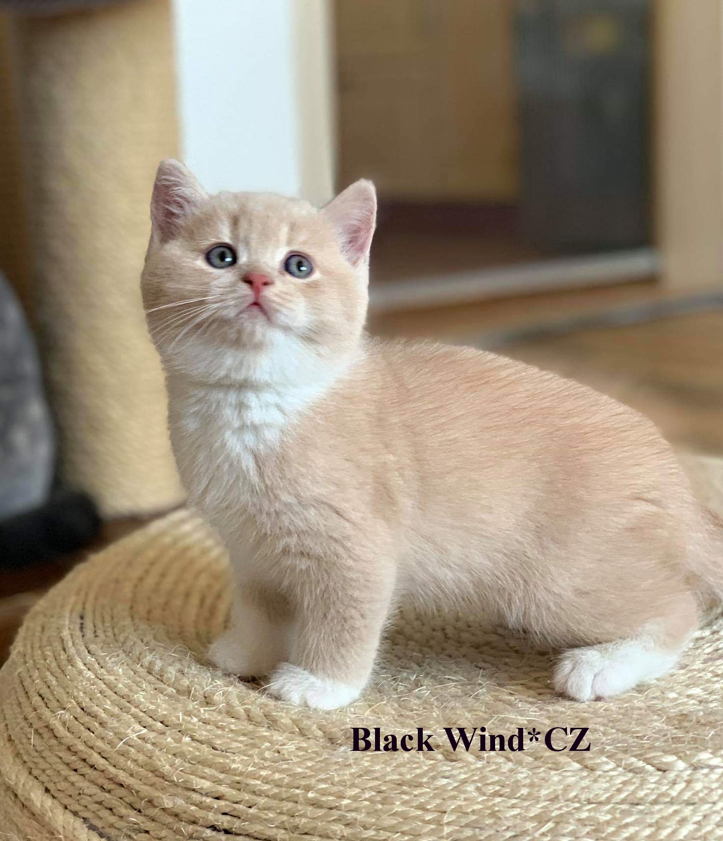 Farrell Black Wind*CZ