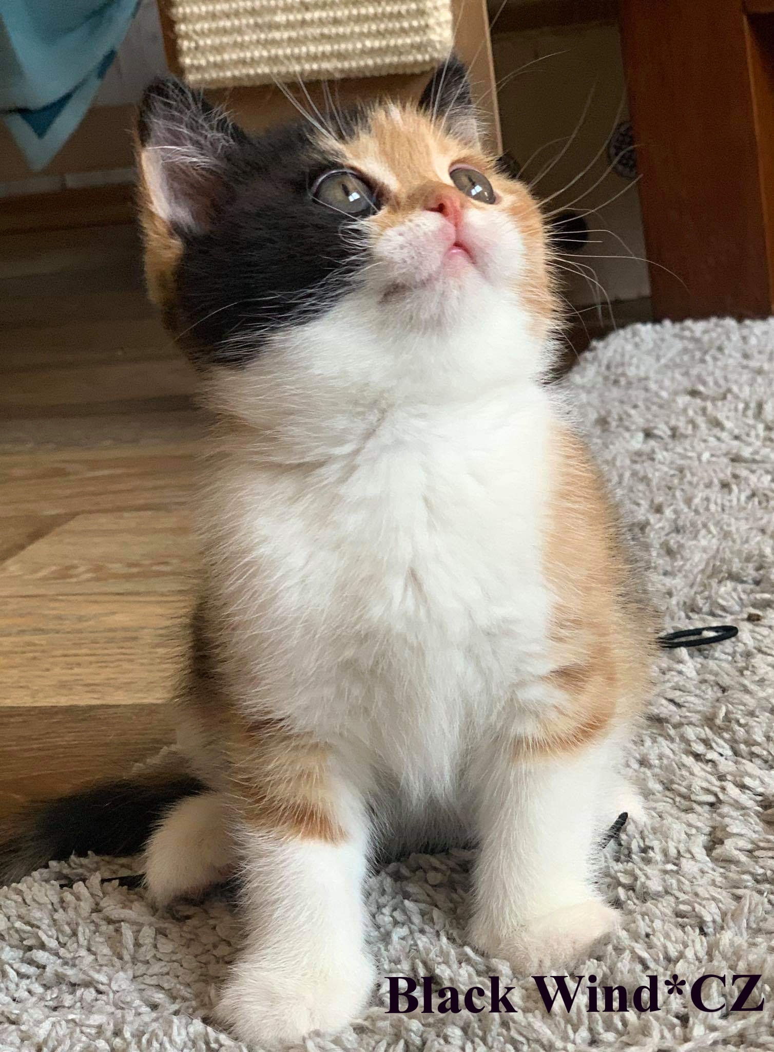 Fantasy Black Wind*CZ