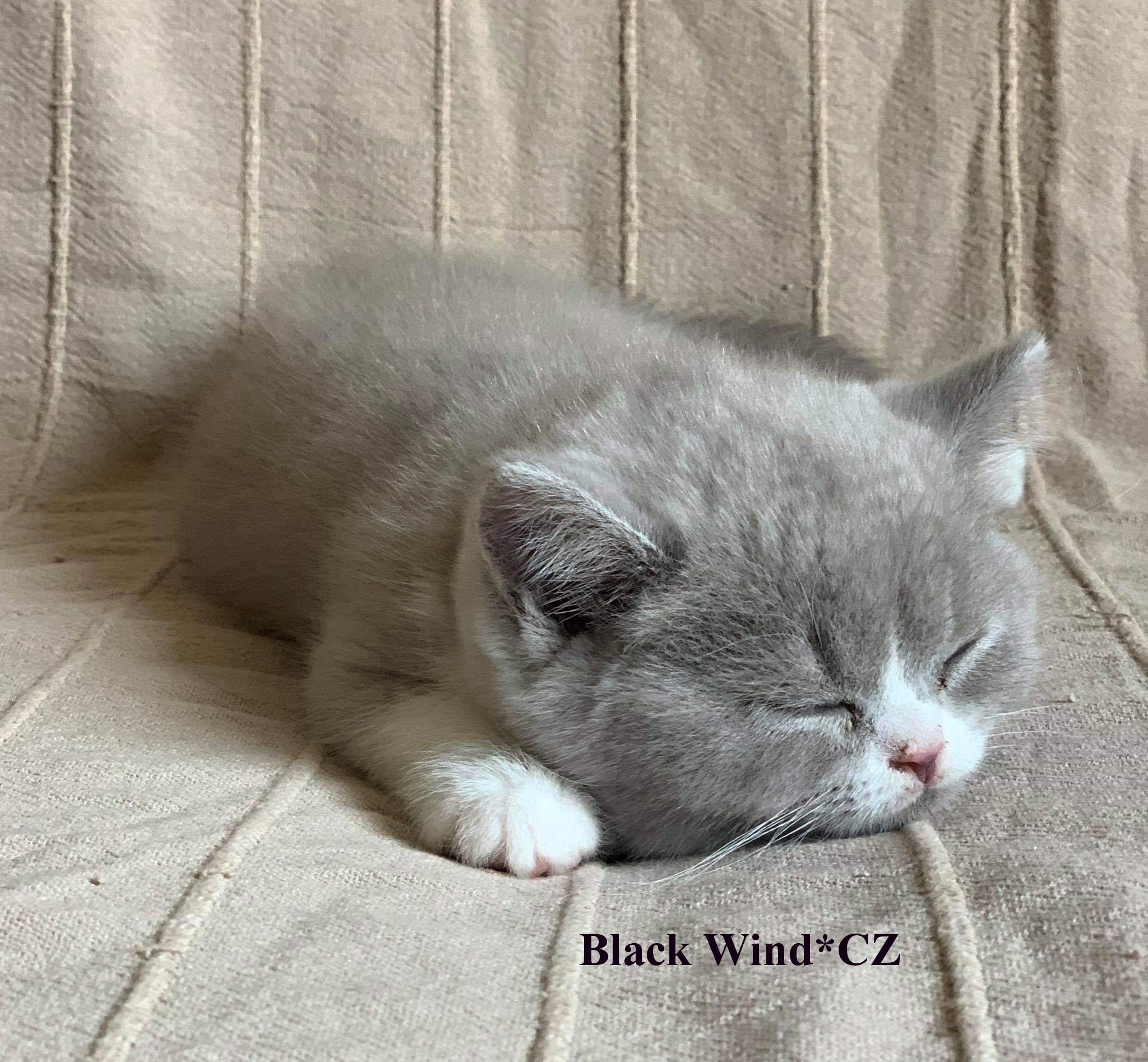 Filadelfia Black Wind*CZ