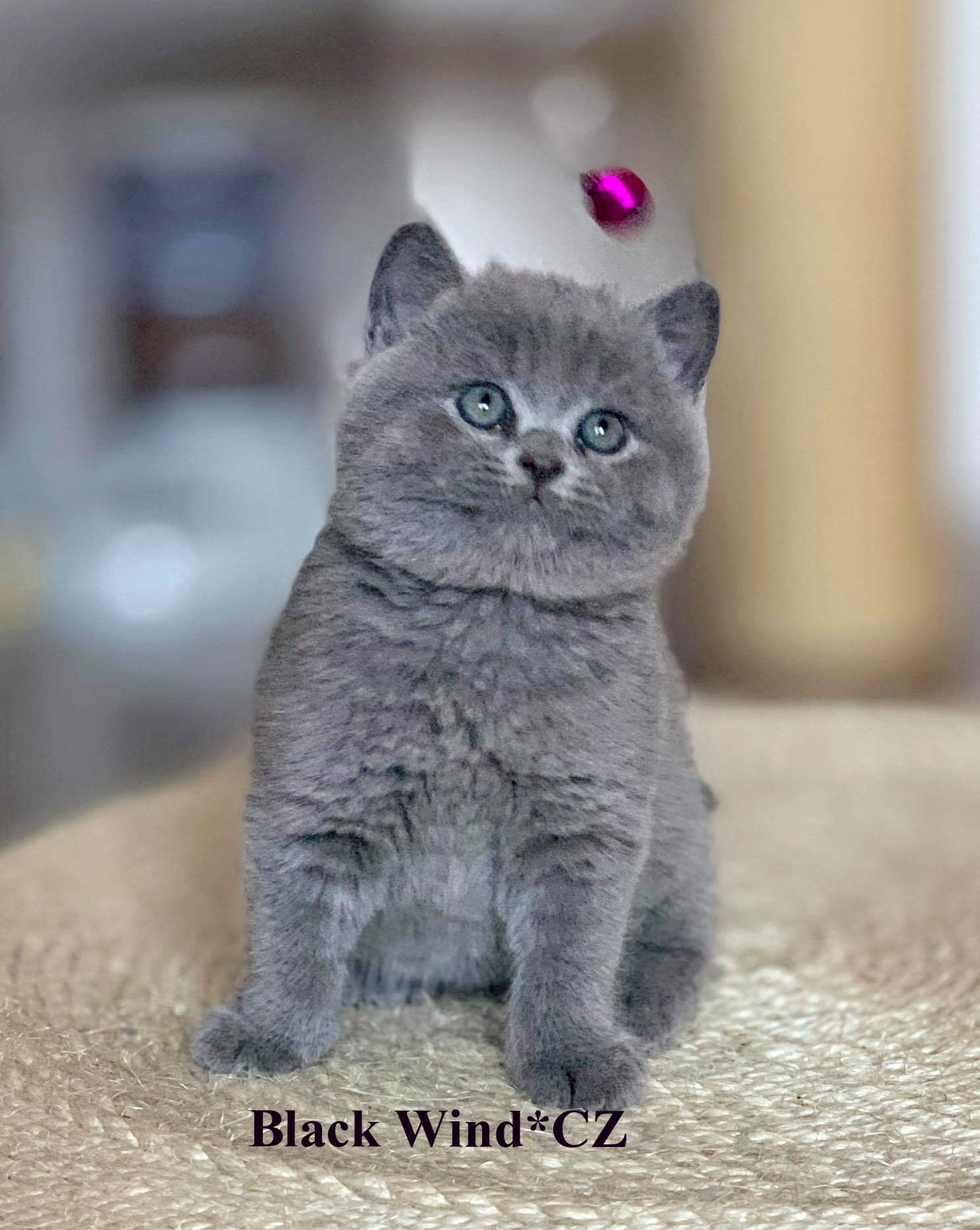 Gold Victory Black Wind*CZ