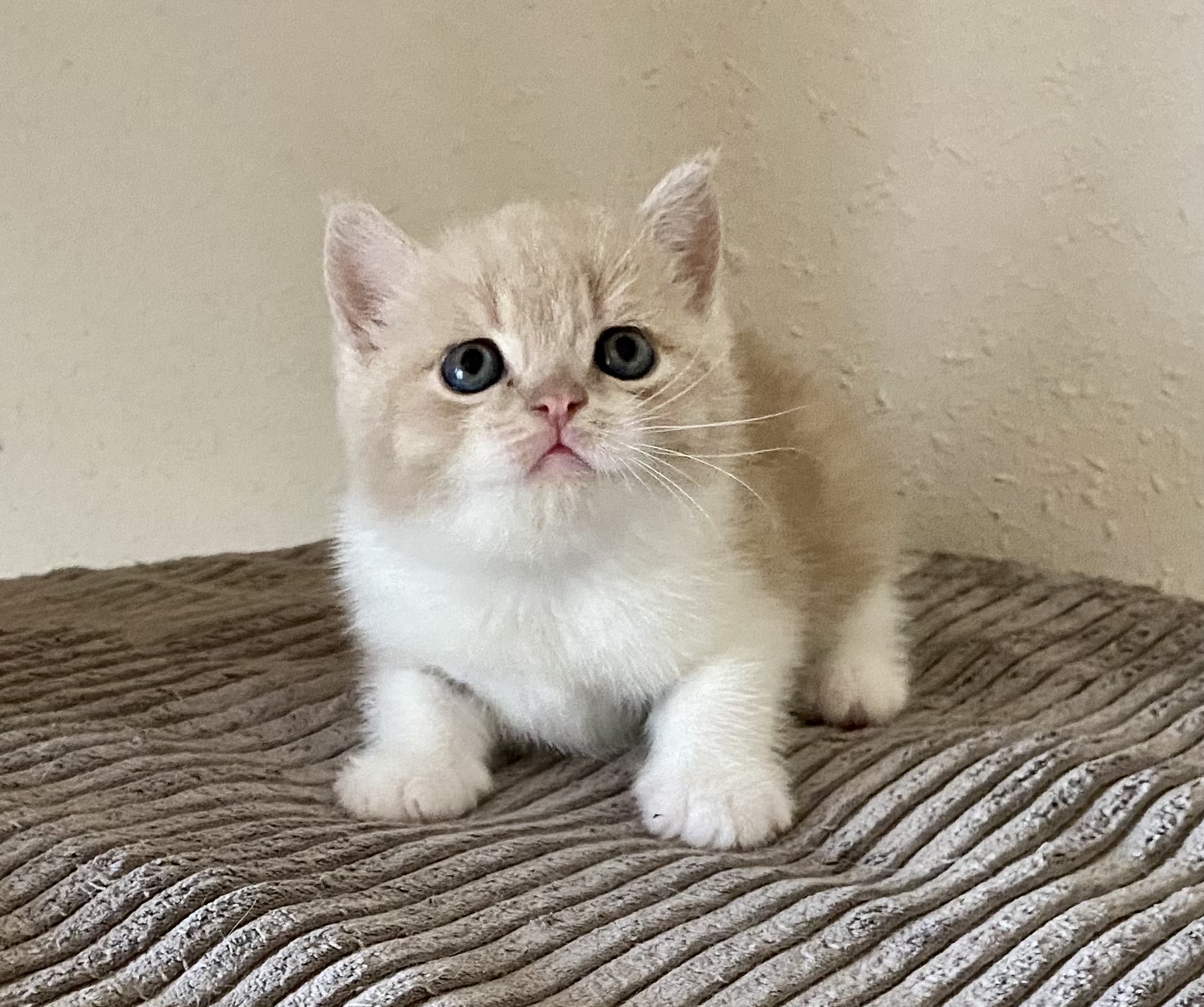 Marlon Black Wind*CZ