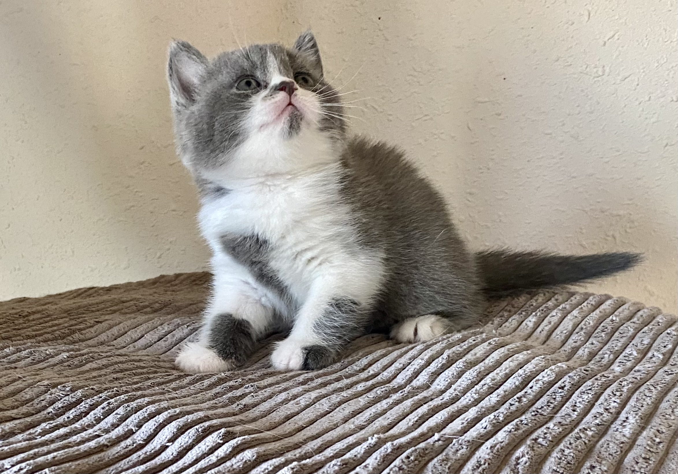 Monette Black Wind*CZ