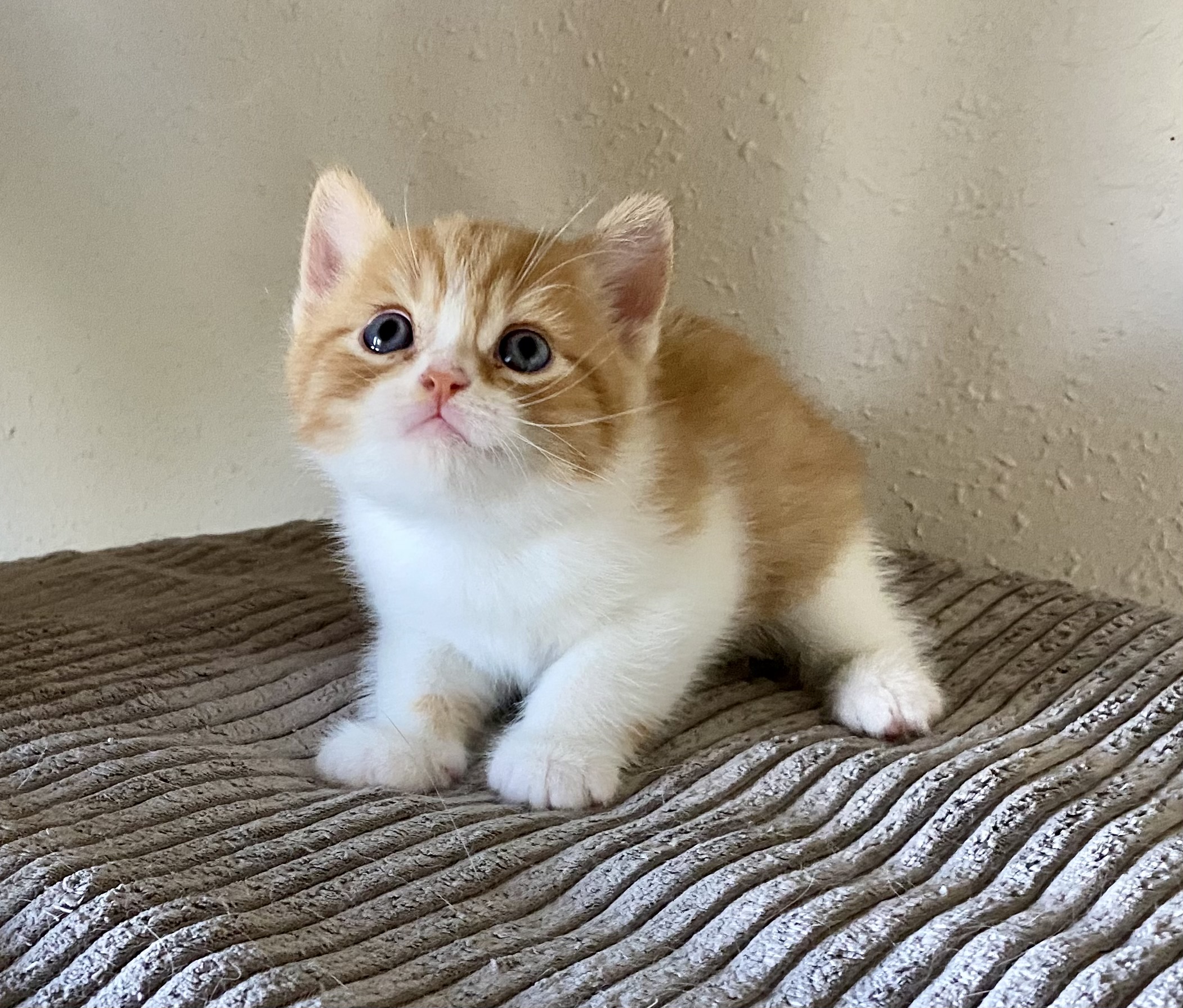 Melvin Black Wind*CZ