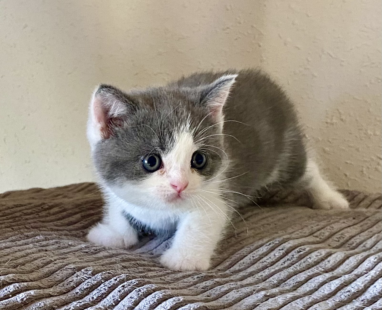 Meggie Black Wind*CZ