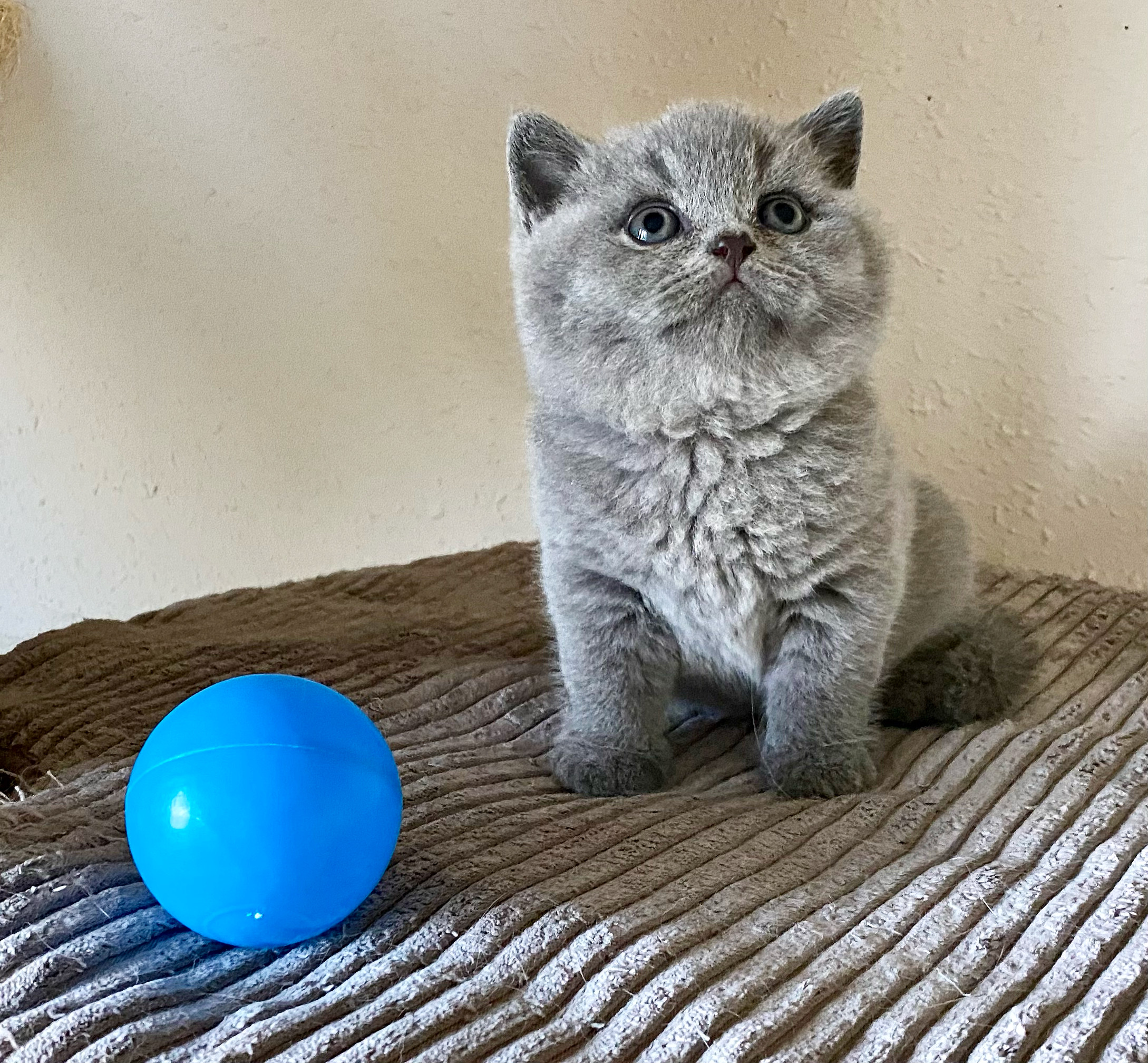 Norton Black Wind*CZ