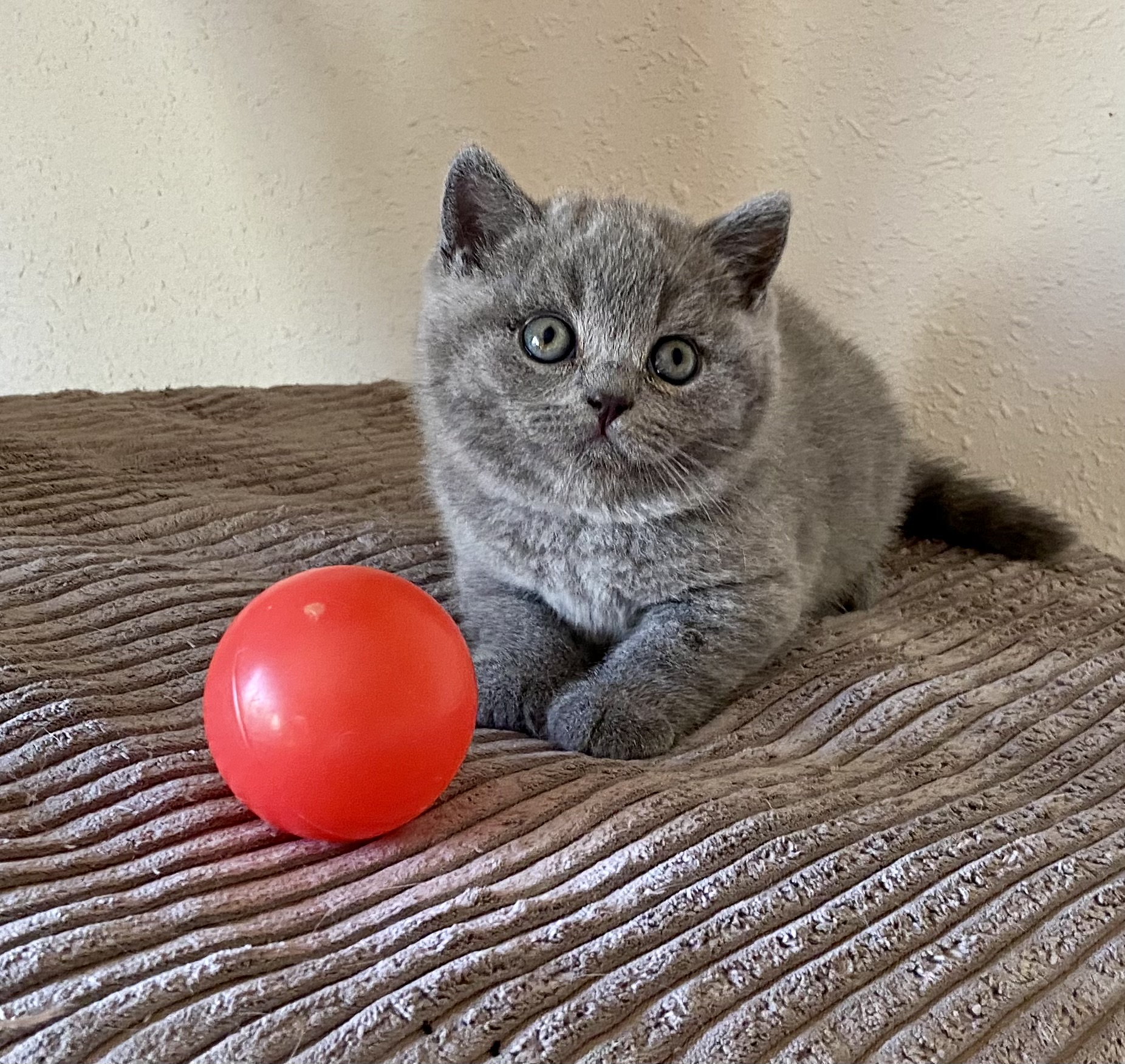 Ninette Black Wind*CZ