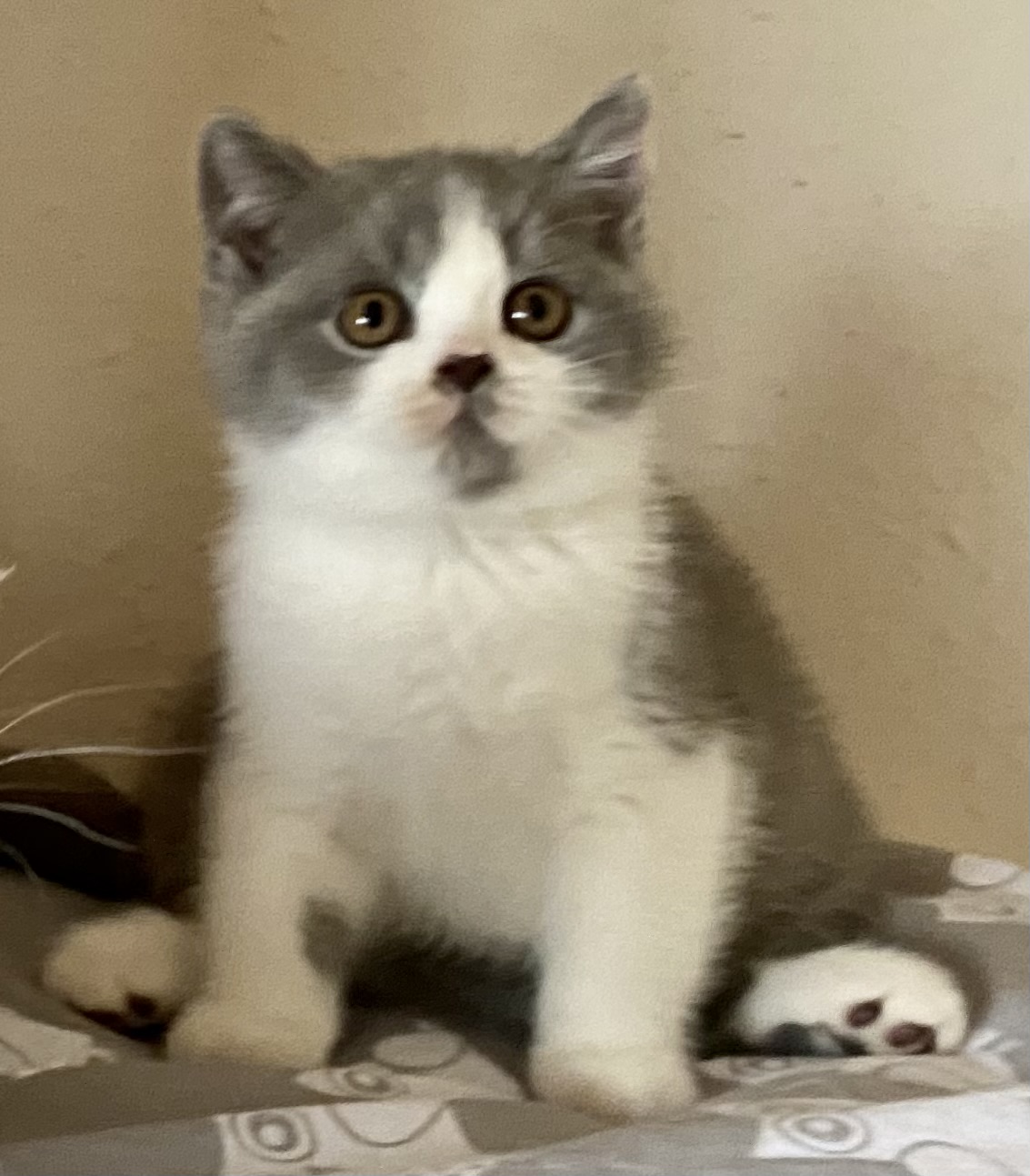 Octavio Black Wind*CZ