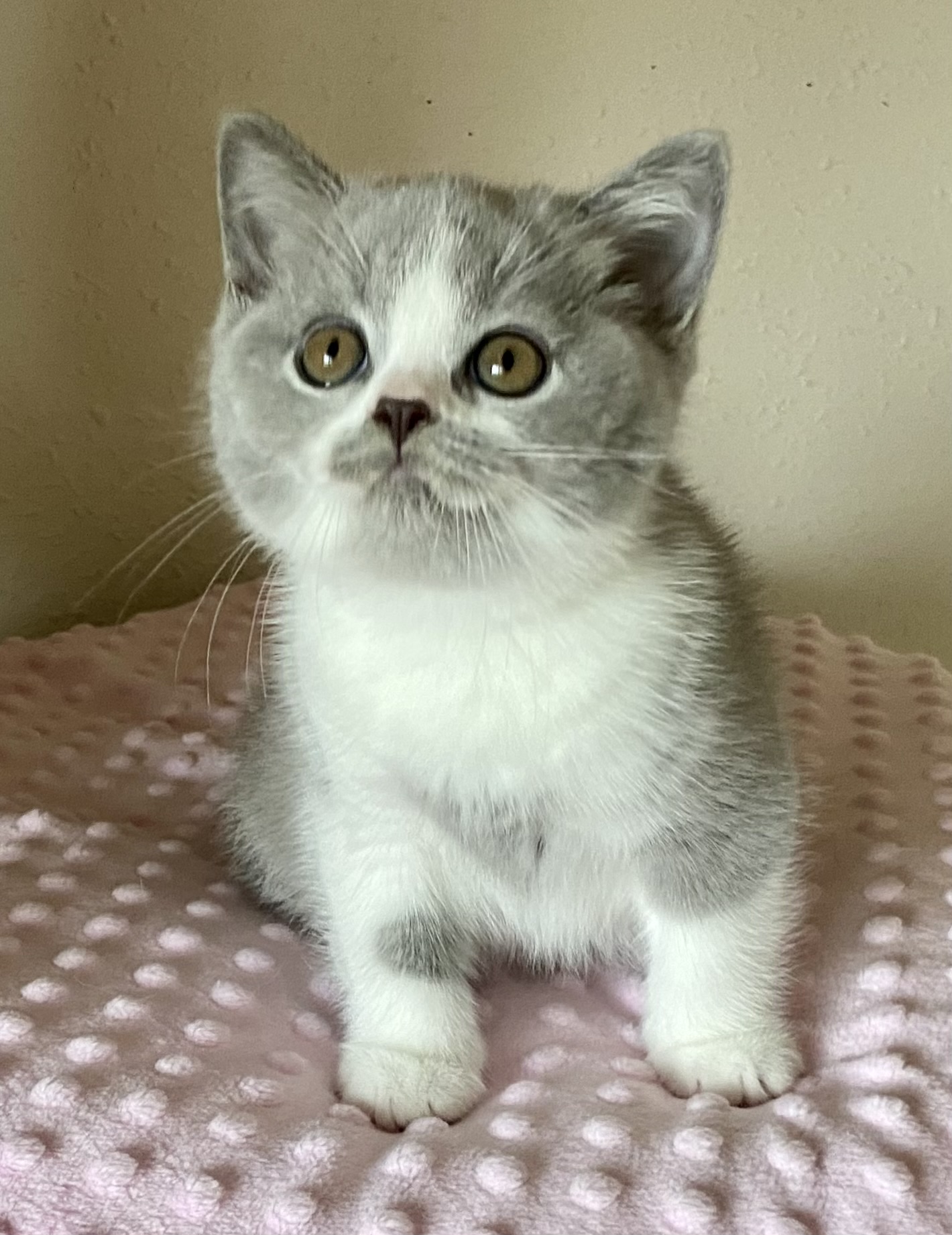 Ovidio Black Wind*CZ