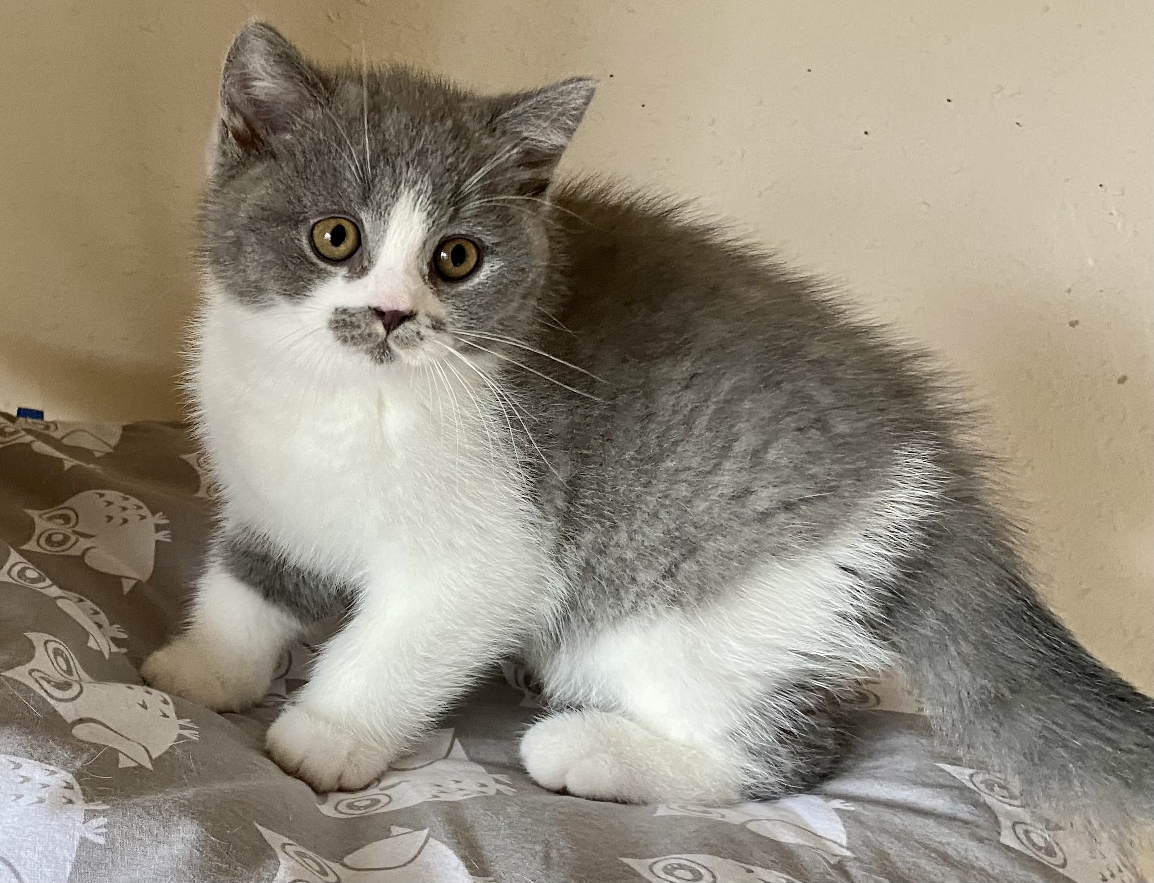 Orlando Black Wind*CZ