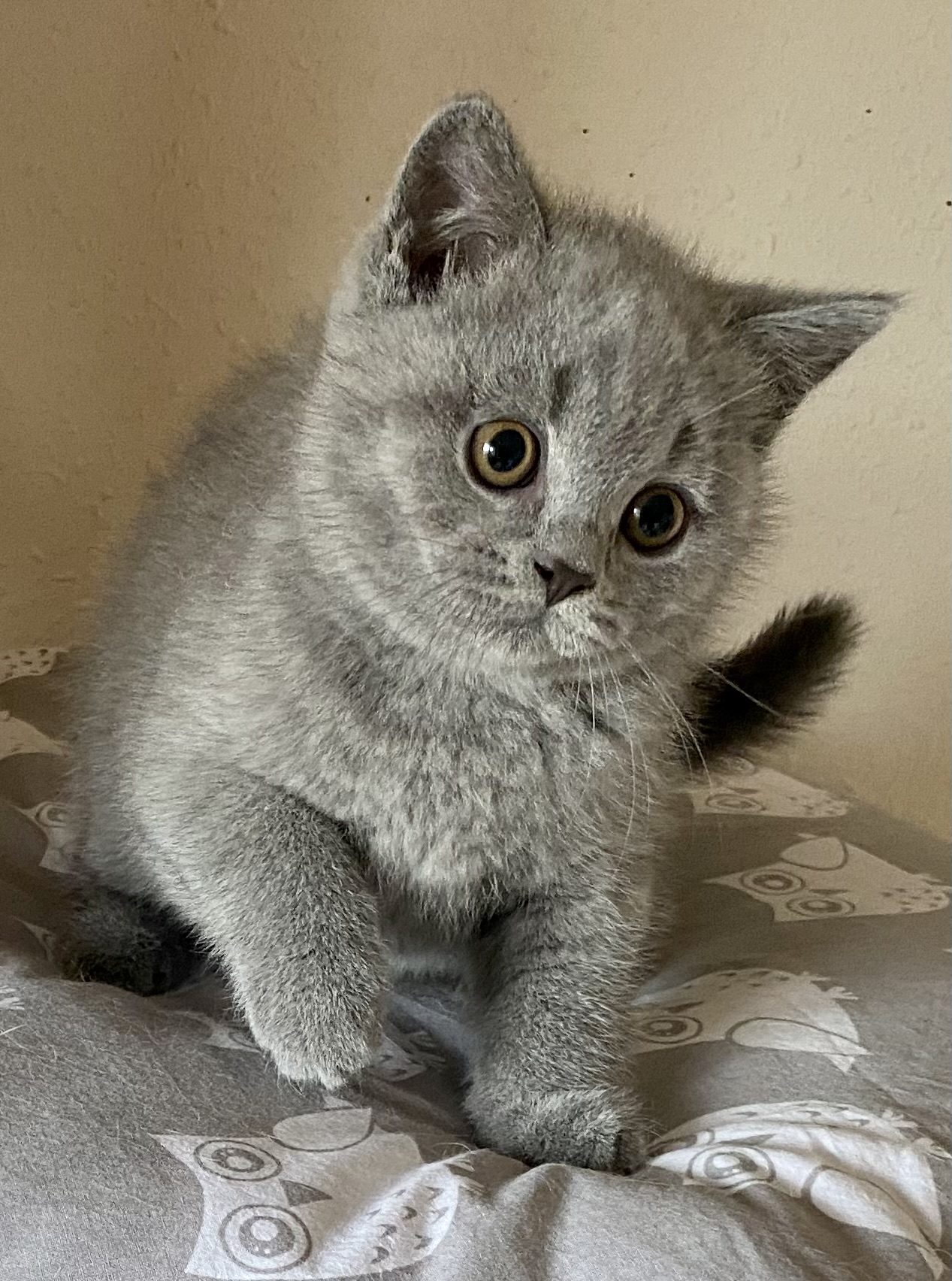 Oreiro Black Wind*CZ