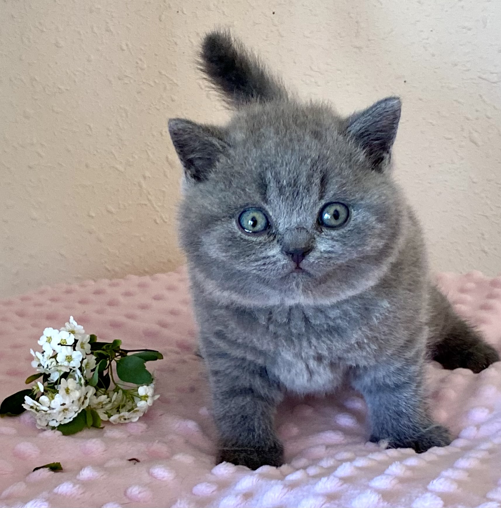 Preston Black Wind*CZ