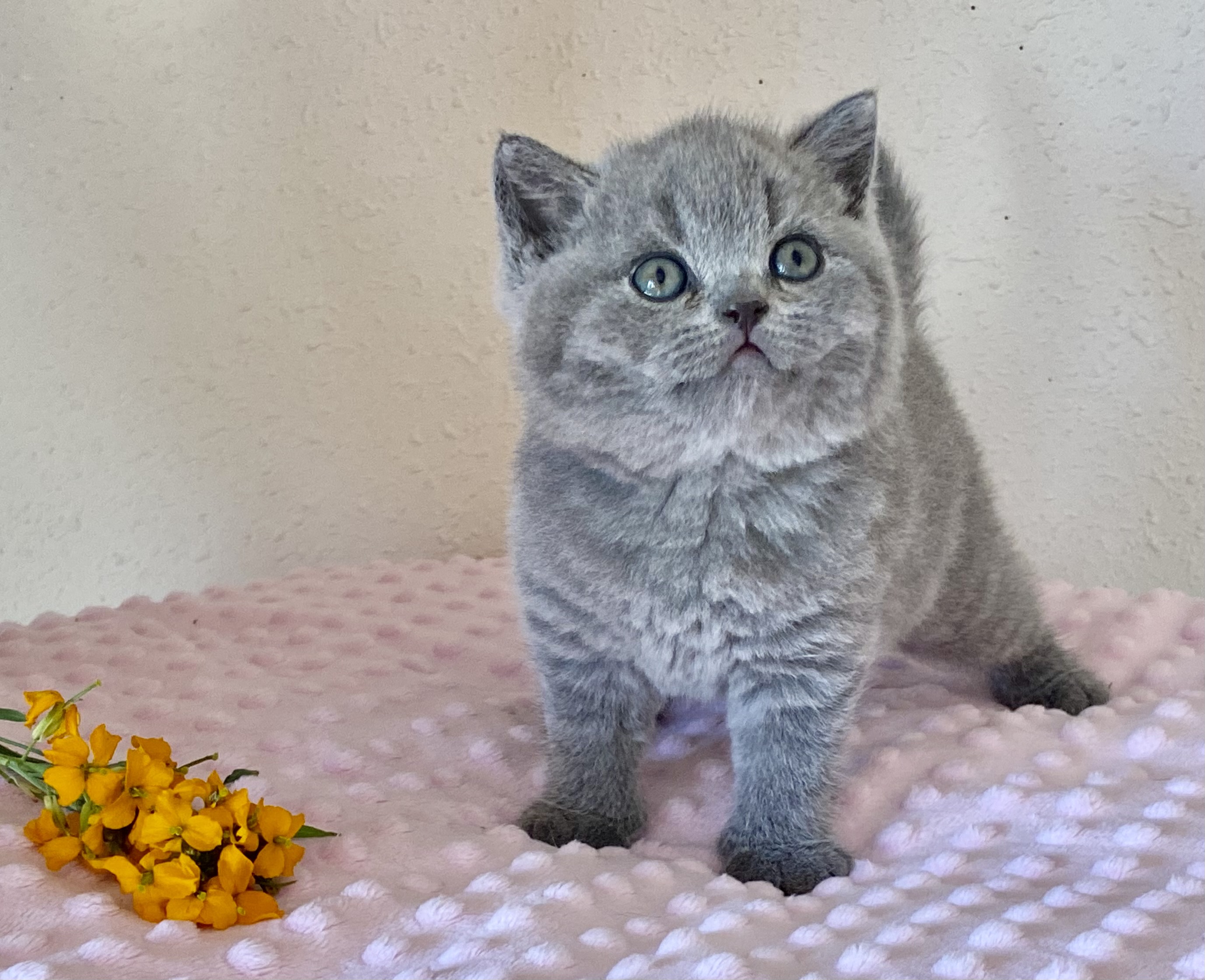 Parker Black Wind*CZ