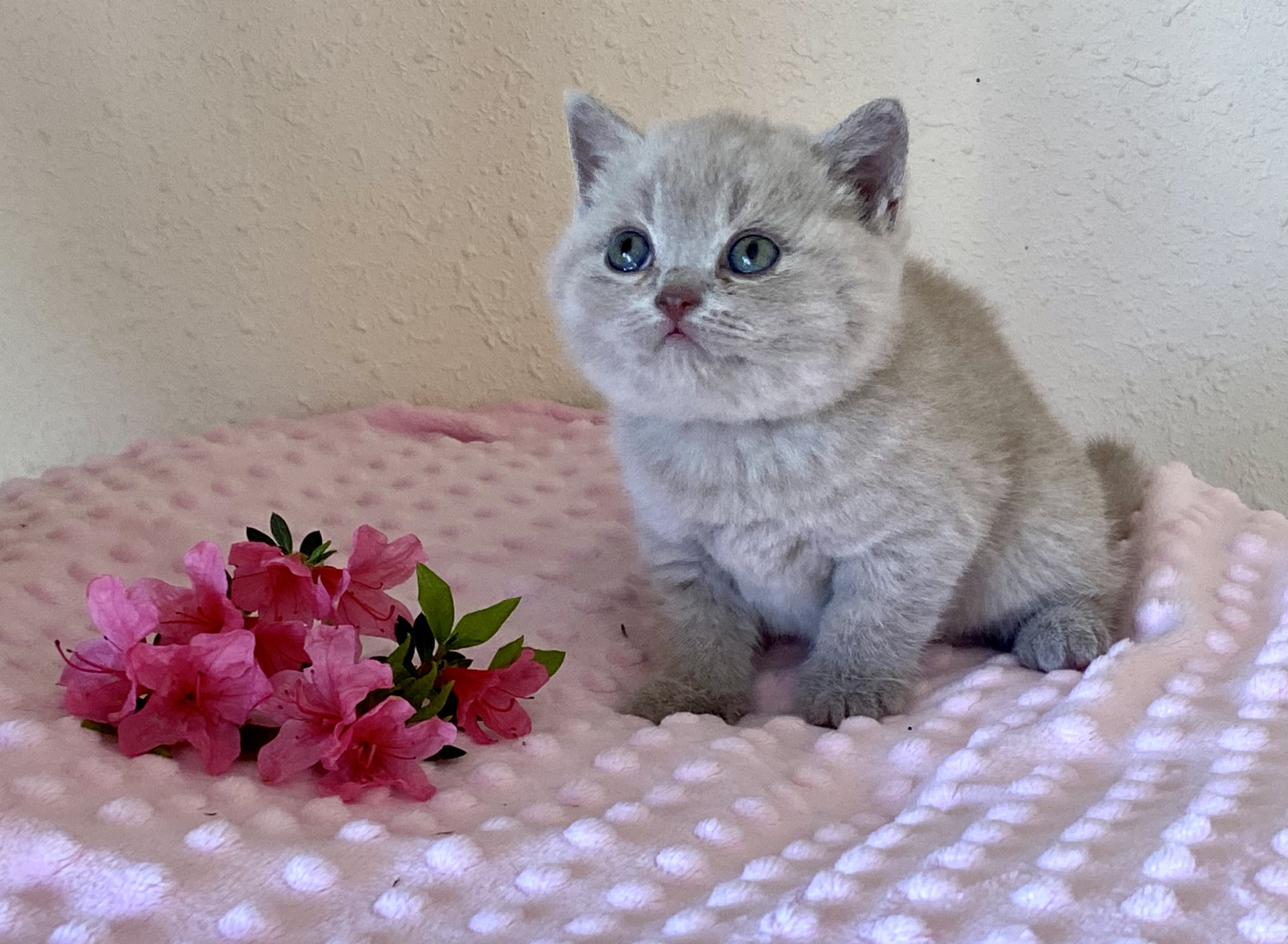 Phoebe Black Wind*CZ