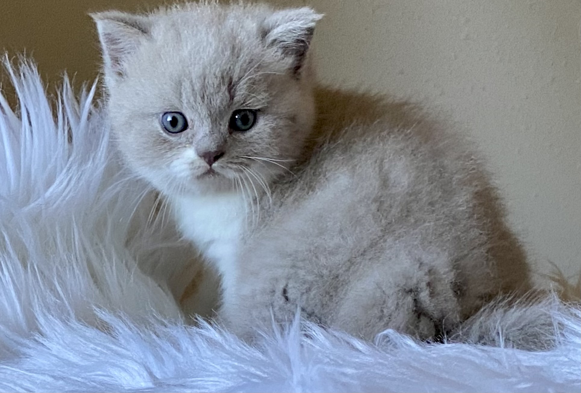 Quintessa Black Wind*CZ