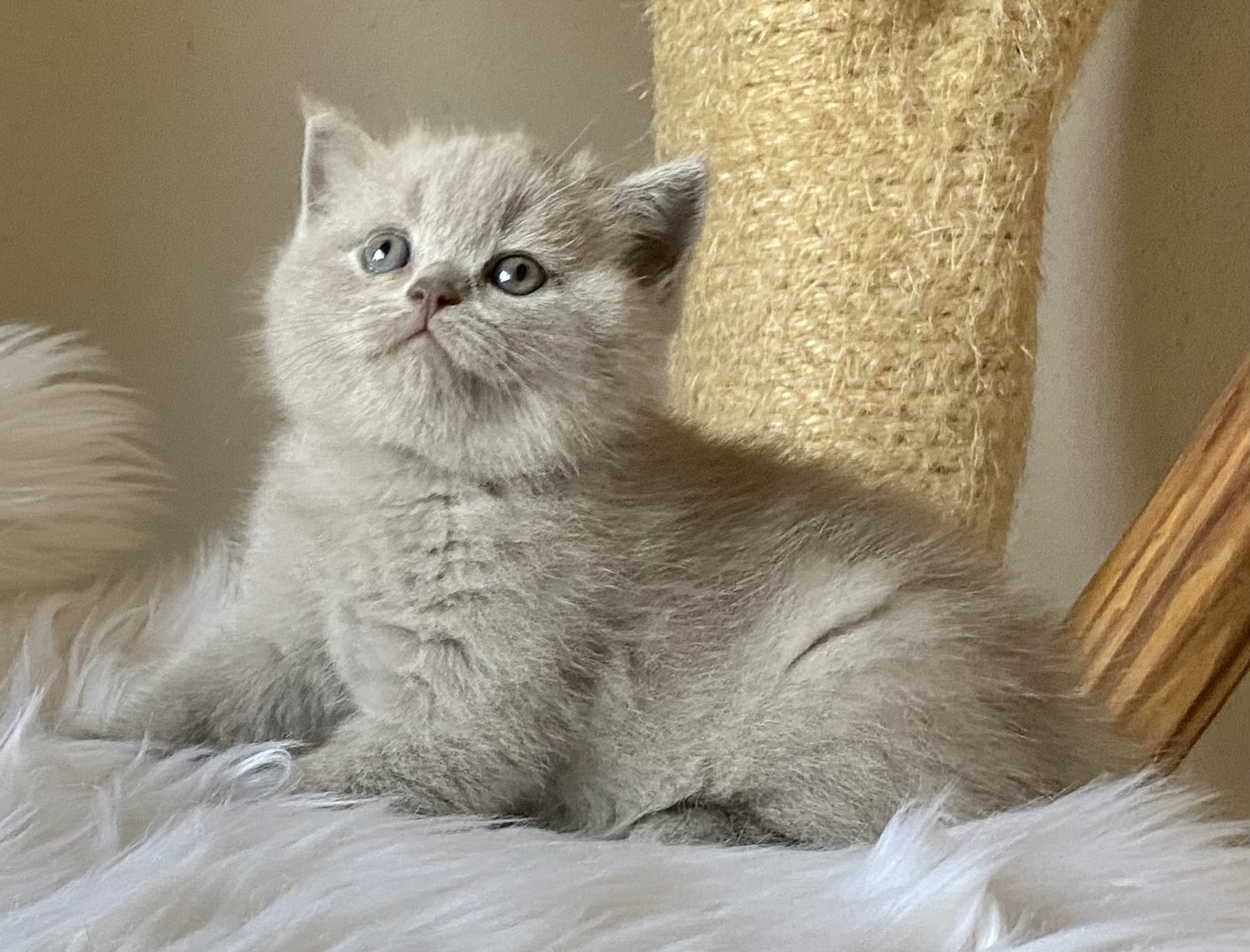 Quincy Black Wind*CZ