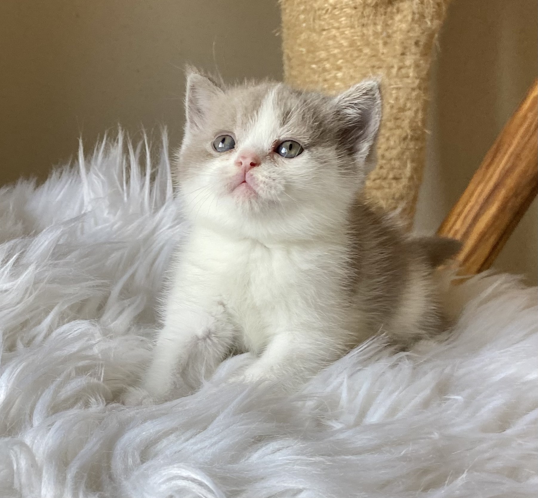 Quentin Black Wind*CZ