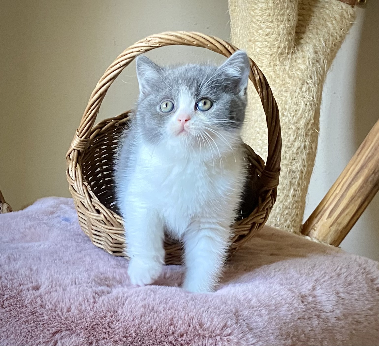 Ricky Black Wind* CZ