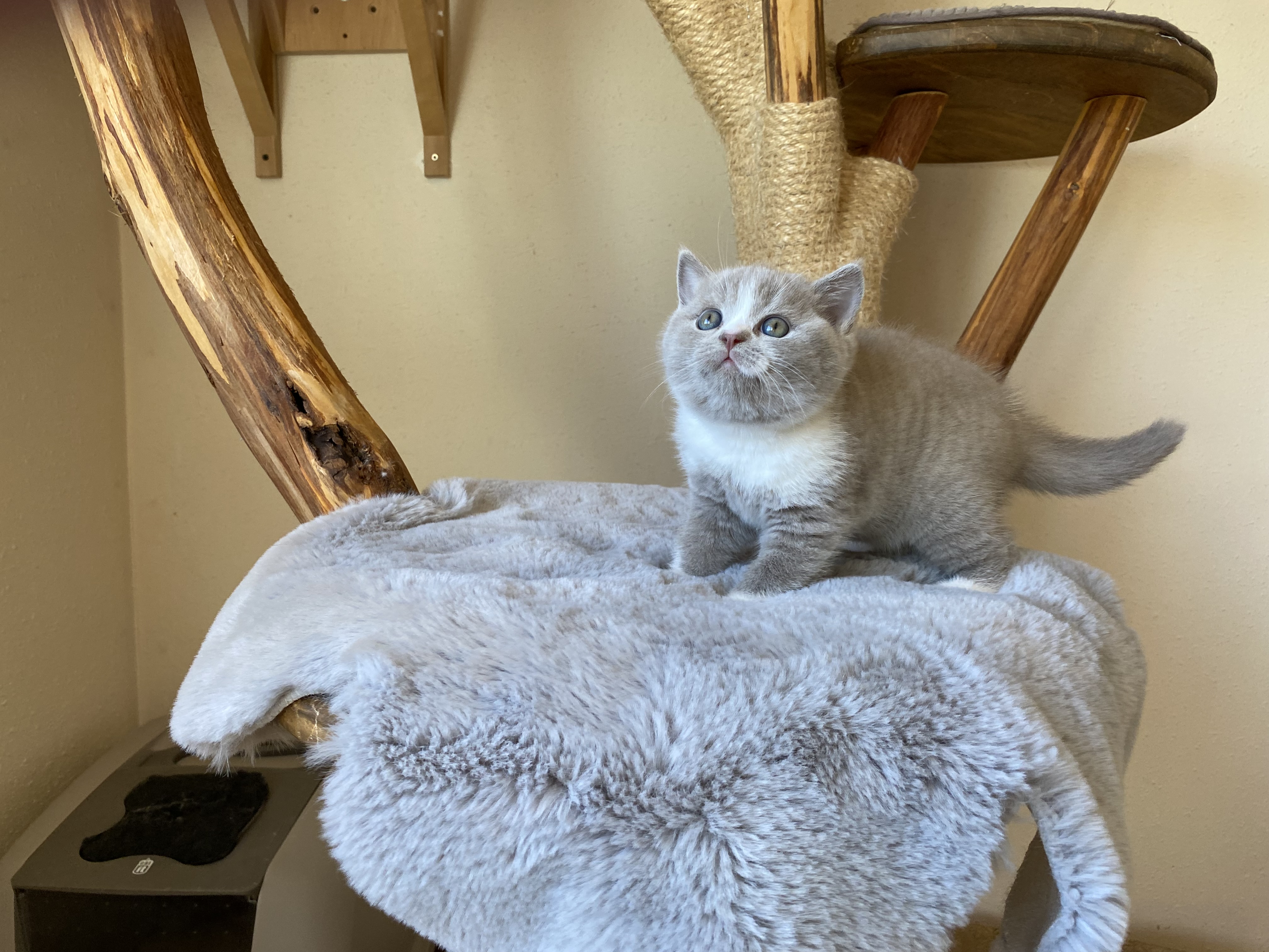 Shirley Black Wind*CZ